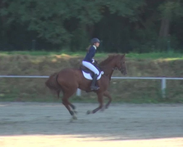 Reitturnier Köln-Leverkusen 2016