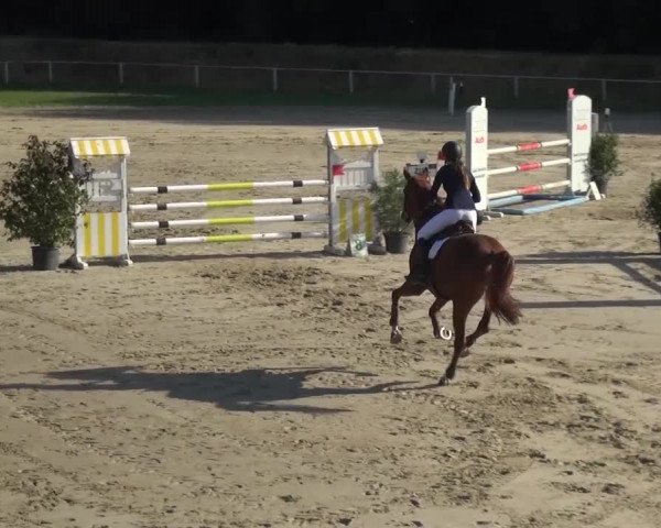 Reitturnier Köln-Leverkusen 2016