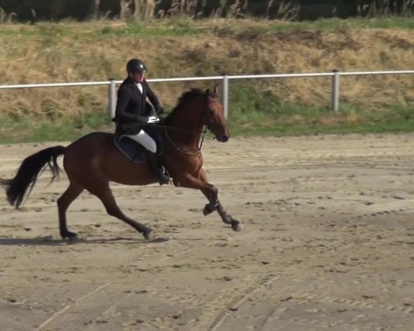 Reitturnier Köln-Leverkusen 2016