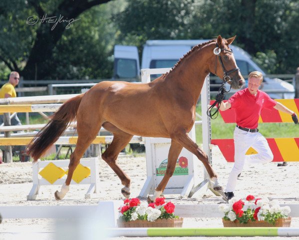 broodmare Forever Elsa (Westphalian, 2016, from Formel Eins 11)