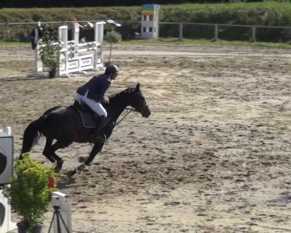 Reitturnier Köln-Leverkusen 2016