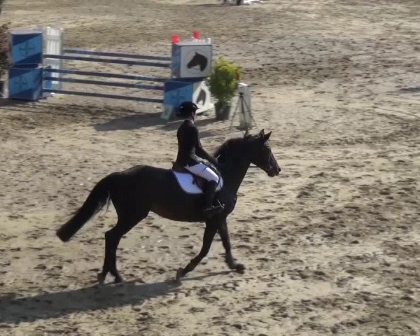 Reitturnier Köln-Leverkusen 2016