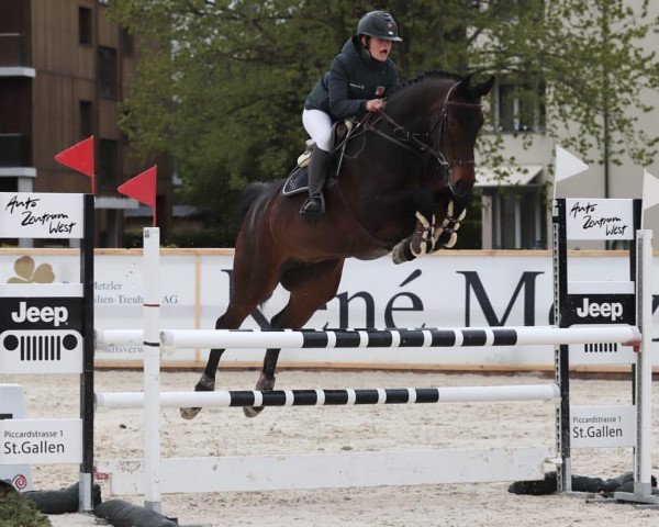 jumper Klio Grischuna CH (Swiss Warmblood, 2011, from Krambambuli v. Schlösslihof)