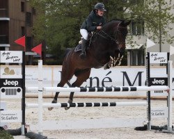 jumper Klio Grischuna CH (Swiss Warmblood, 2011, from Krambambuli v. Schlösslihof)