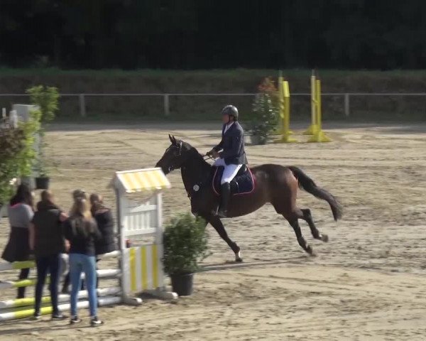 Reitturnier Köln-Leverkusen 2016