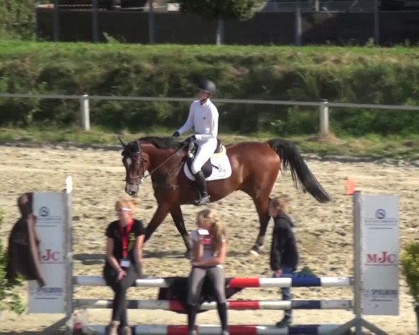 Reitturnier Köln-Leverkusen 2016