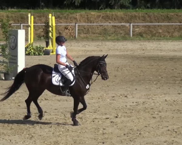Reitturnier Köln-Leverkusen 2016