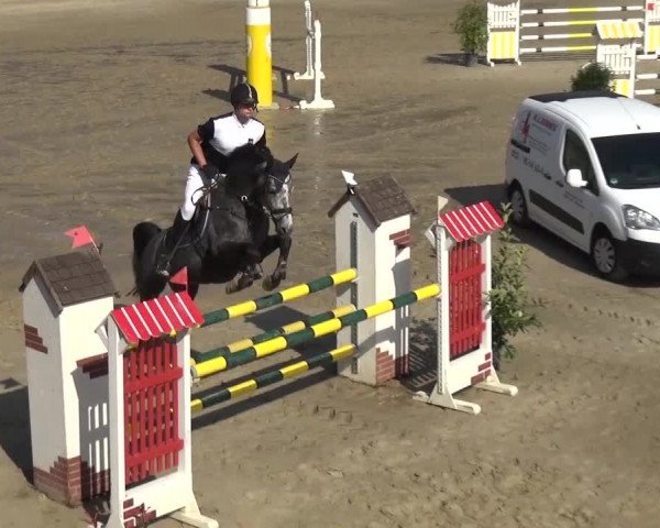 Reitturnier Köln-Leverkusen 2016