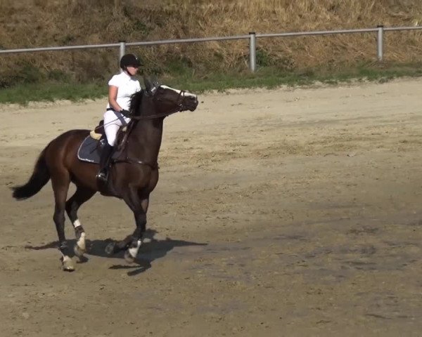 Reitturnier Köln-Leverkusen 2016