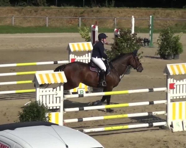 Reitturnier Köln-Leverkusen 2016