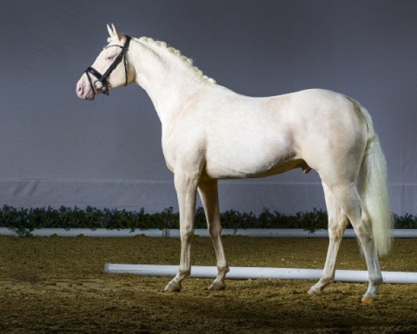 stallion Rivers Dancing AS (German Riding Pony, 2016, from PrH Riverdance) stallion Rivers Dancing AS (German Riding Pony, 2016, from PrH Riverdance)