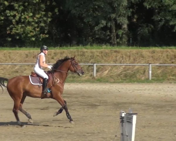 Reitturnier Köln-Leverkusen 2016