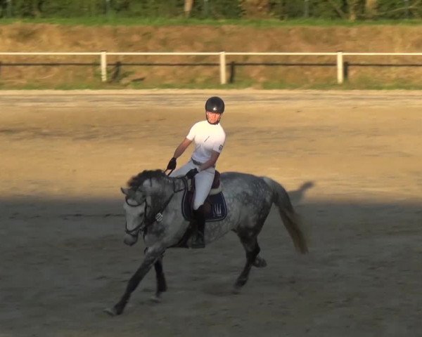 Reitturnier Köln-Leverkusen 2016