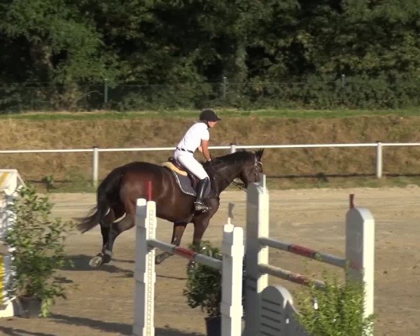 Reitturnier Köln-Leverkusen 2016