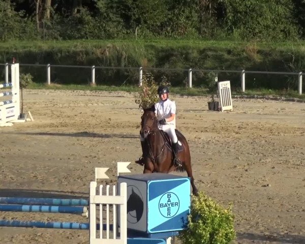 Reitturnier Köln-Leverkusen 2016