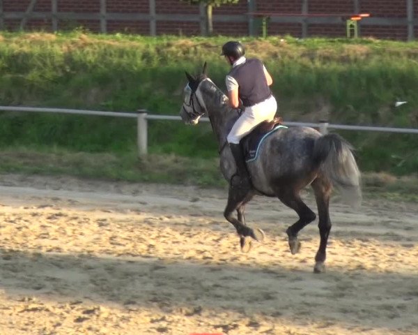 Reitturnier Köln-Leverkusen 2016