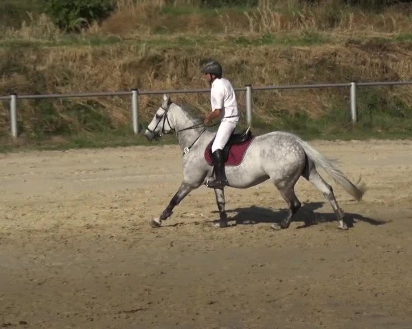 Reitturnier Köln-Leverkusen 2016