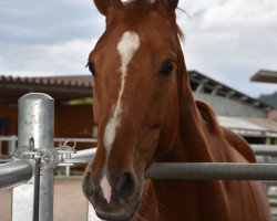 jumper What's Up Tiger Lily (Hanoverian, 2014, from Ludwig von Bayern 168 FIN)