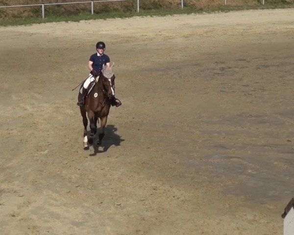 Reitturnier Köln-Leverkusen 2016