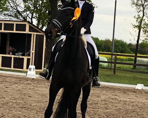 dressage horse Dante Noir 3 (Westphalian, 2015, from Dante Weltino Old)