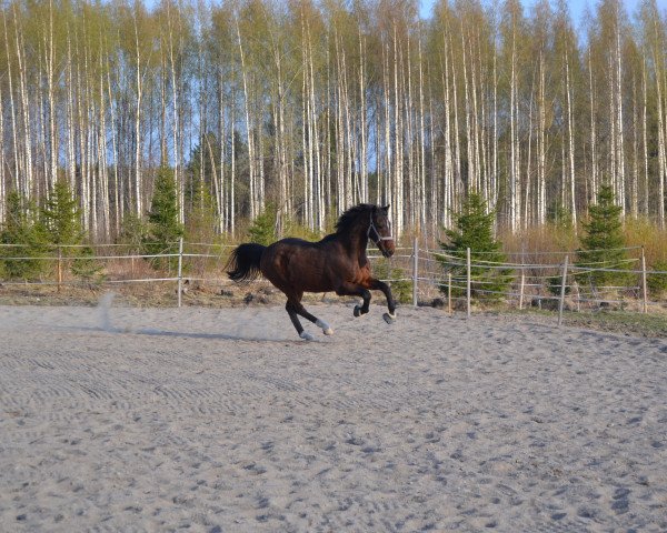 horse Dario (German Riding Pony, 1995, from Diadem N)