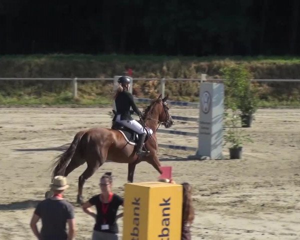 Reitturnier Köln-Leverkusen 2016