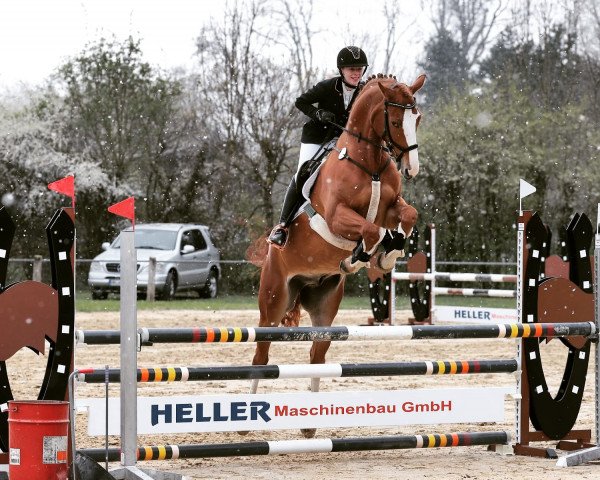 jumper E.T. 54 (German Sport Horse, 2014, from Galant de Semilly 2)