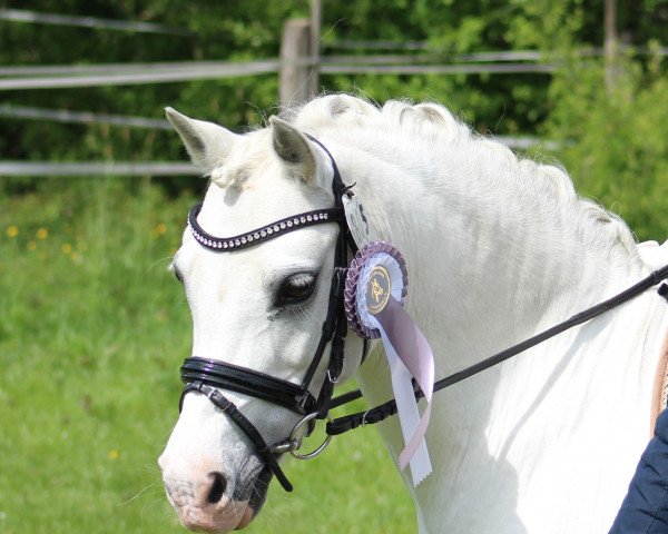 broodmare Leybucht's Ellyna (Welsh mountain pony (SEK.A), 2004, from Polaris Victor)