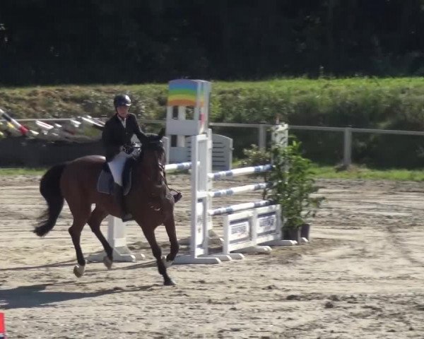 Reitturnier Köln-Leverkusen 2016