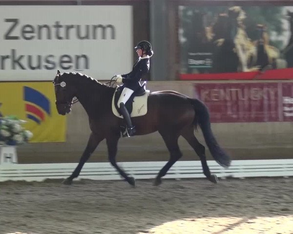 Reitturnier Köln-Leverkusen 2016