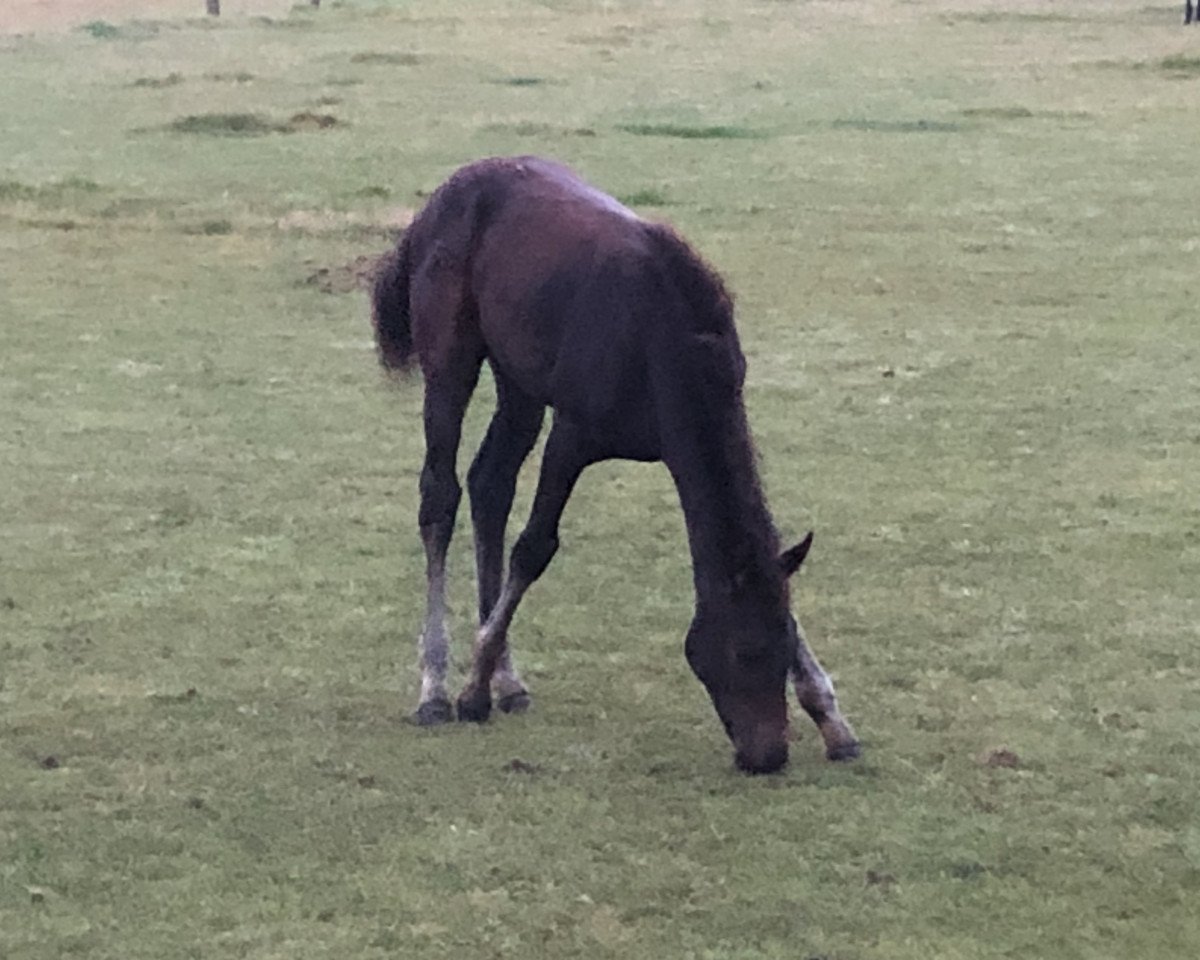 horse Condira SK (Oldenburg show jumper, 2021, from Condoctro 3)