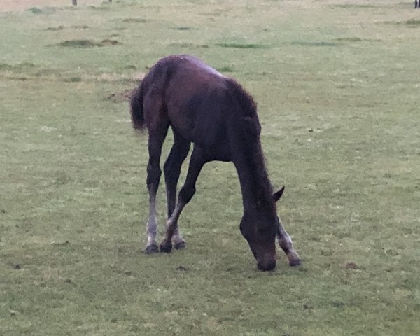 Pferd Ria (Oldenburger, 2021, von Condoctro 3)