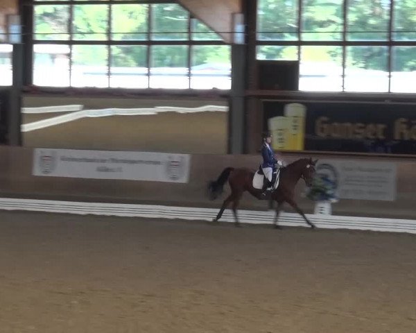 Reitturnier Köln-Leverkusen 2016