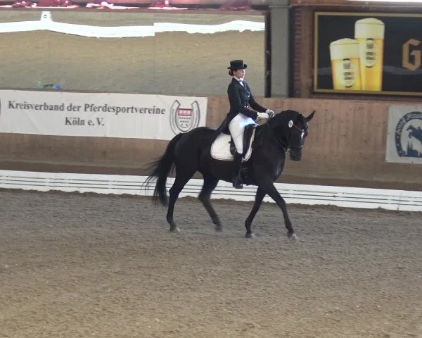 Reitturnier Köln-Leverkusen 2016