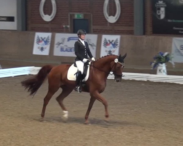 Reitturnier Köln-Leverkusen 2016