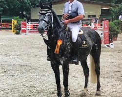 Springpferd Climbo M (Oldenburger Springpferd, 2009, von Clinton I)