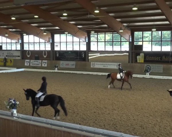 Reitturnier Köln-Leverkusen 2016