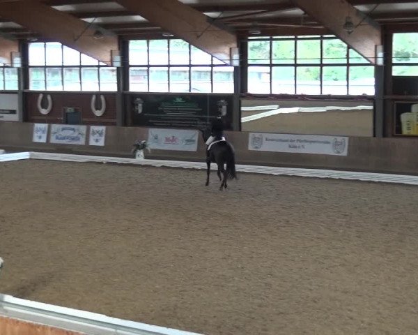 Reitturnier Köln-Leverkusen 2016