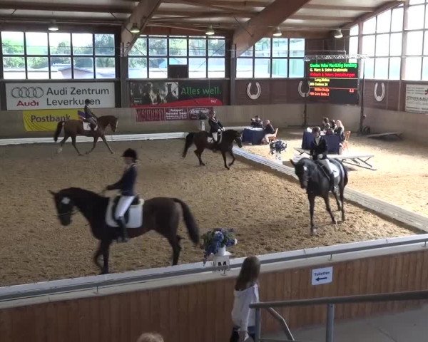 Reitturnier Köln-Leverkusen 2016