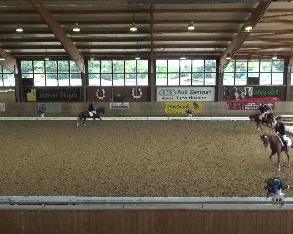 Reitturnier Köln-Leverkusen 2016