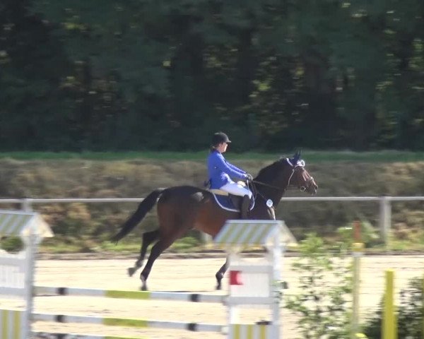 Reitturnier Köln-Leverkusen 2016