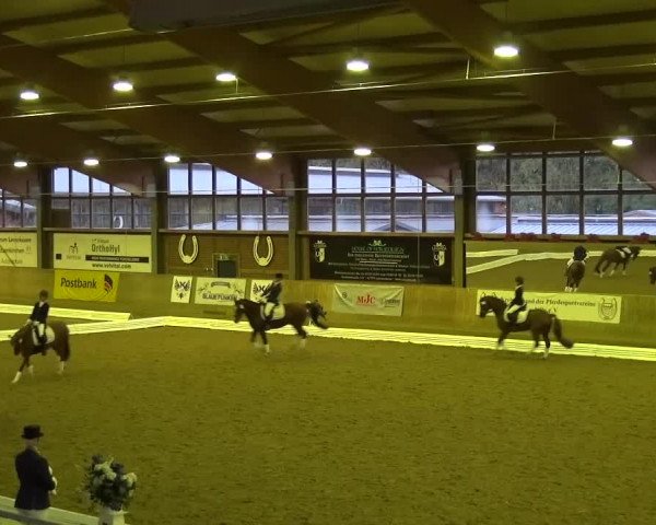Reitturnier Köln-Leverkusen 2016