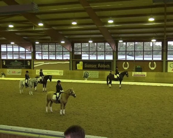 Reitturnier Köln-Leverkusen 2016