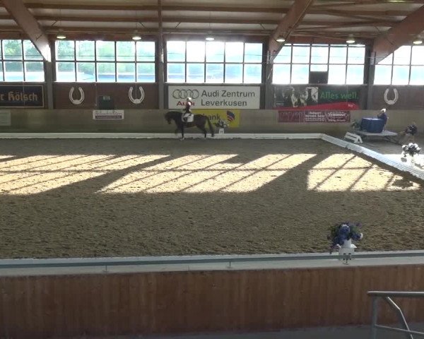 Reitturnier Köln-Leverkusen 2016