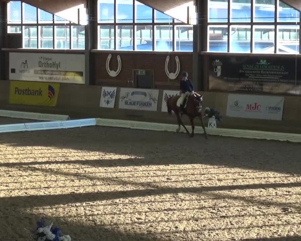 Reitturnier Köln-Leverkusen 2016
