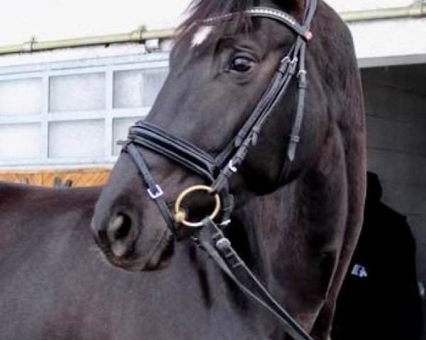 horse Ostglück (Trakehner, 2014, from Ovaro)
