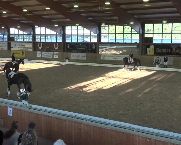 Reitturnier Köln-Leverkusen 2016