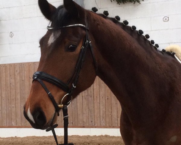 horse Lord Liberty (Hanoverian, 2014, from Lemony's Nicket)