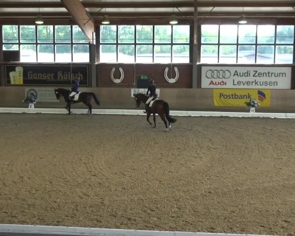 Reitturnier Köln-Leverkusen 2016