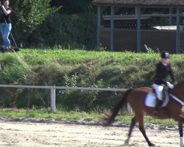 Reitturnier Köln-Leverkusen 2016